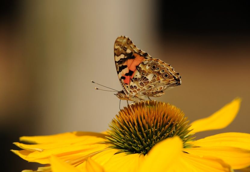 Sunflower Butterfly - poker