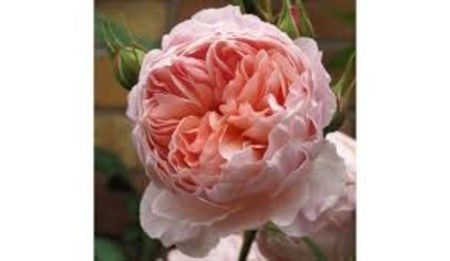 William Morris - David Austin English Roses -5 - WILLIAM MORRIS