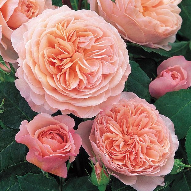 William Morris - David Austin English Roses -6 - WILLIAM MORRIS