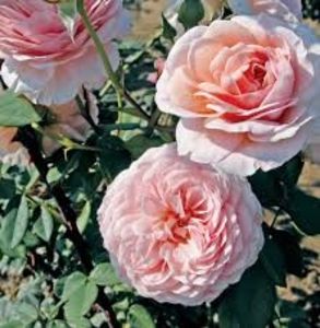 William Morris -1 - WILLIAM MORRIS