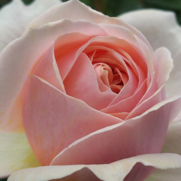 rosa-william-morris - WILLIAM MORRIS