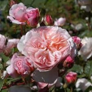 William Morris - David Austin English Roses -3 - WILLIAM MORRIS