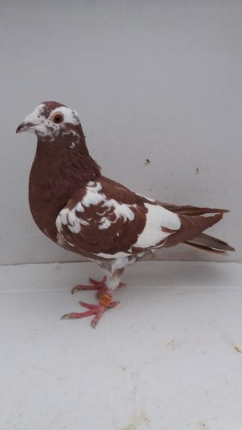 F 2017 luata de uliu 20 - Por luati de uliu