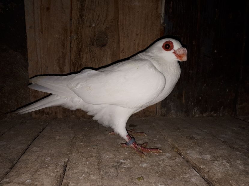 F vîndută - I3 _ tineret 2019