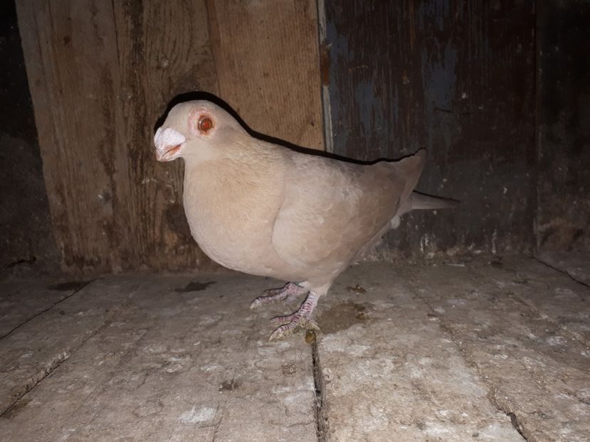 F vîndută - I3 _ tineret 2019