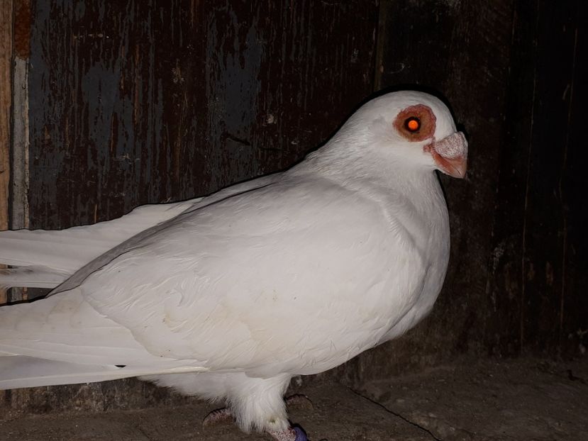 F - I3 _ tineret 2019