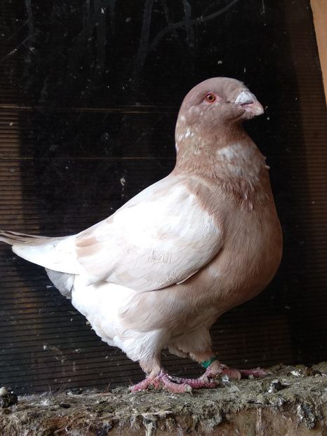  - Masculi americani matcă 2020