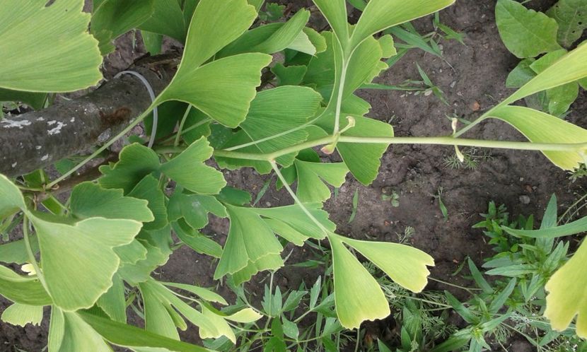 Ginko Biloba - De la autohton la exotic