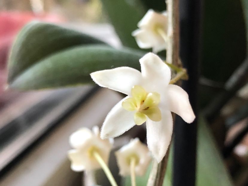 32E24CB7-6ADC-4D11-9055-D3BC55D12BF5 - Odorata