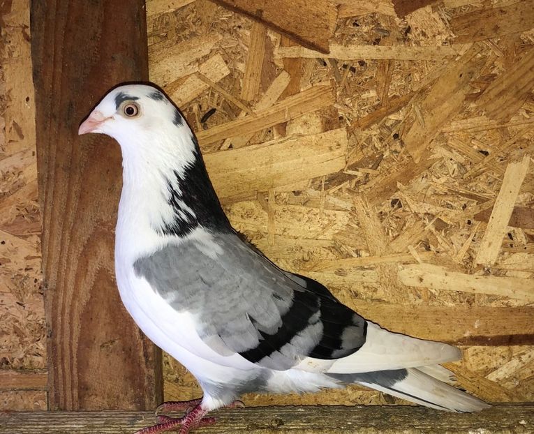 8740  femelă  2018 - Plecați ALBUM 3