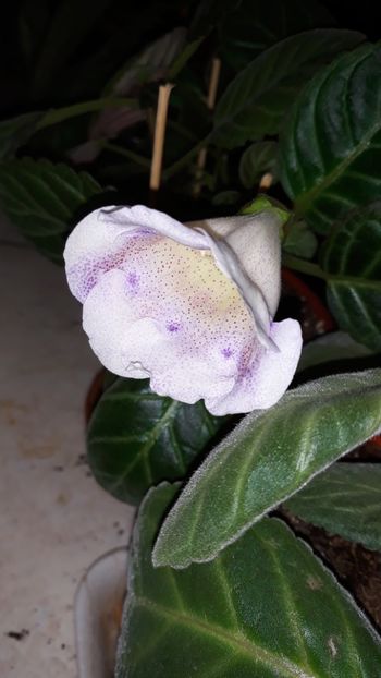  - gloxinii_2019