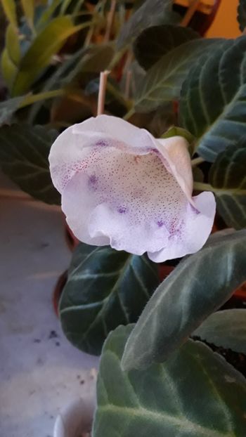  - gloxinii_2019