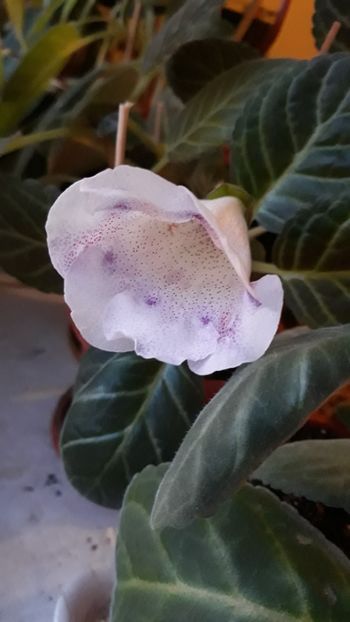  - gloxinii_2019