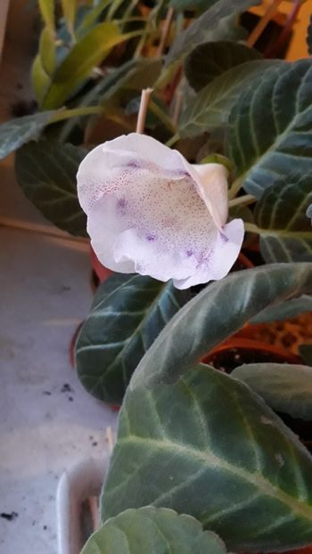  - gloxinii_2019