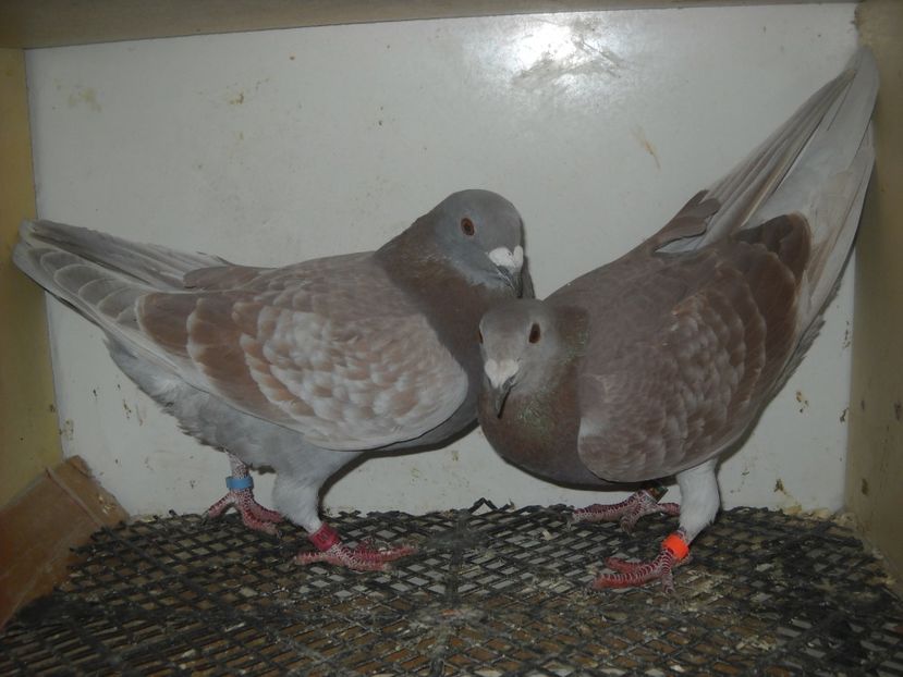  - UNDEVA IN SUCEAVA arhiva