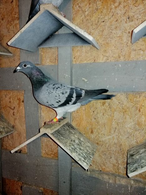 Fiica 532 loc 2 Nat Maraton 2018. - 4 FEMELE MATCA MEA