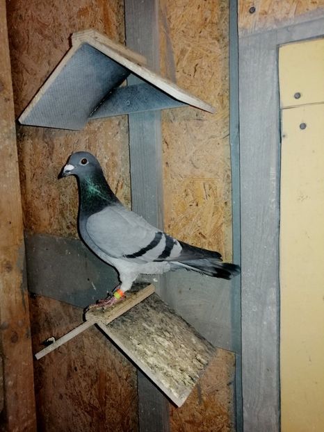 Fiica 532 Loc 2 Nat Maraton 2018. - 4 FEMELE MATCA MEA