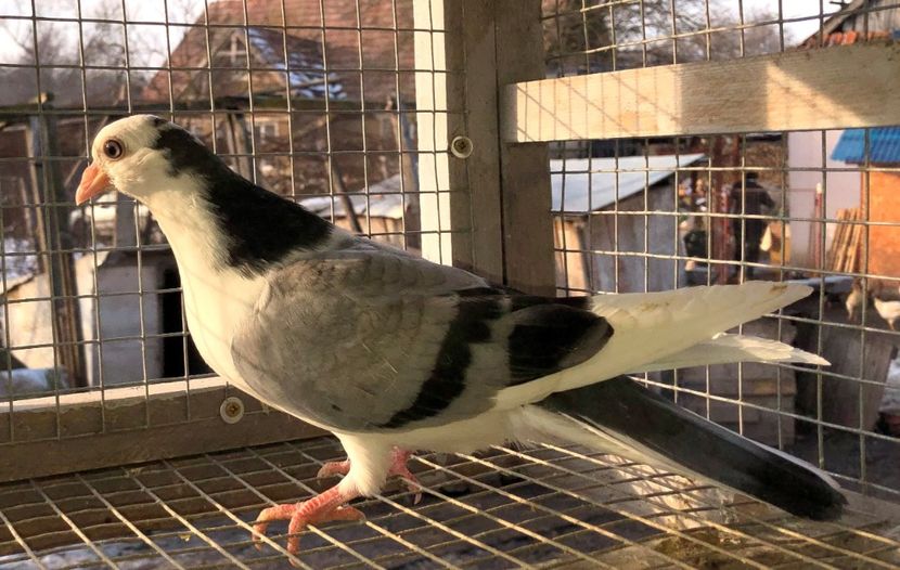 femelă  2019 - Plecați ALBUM 2