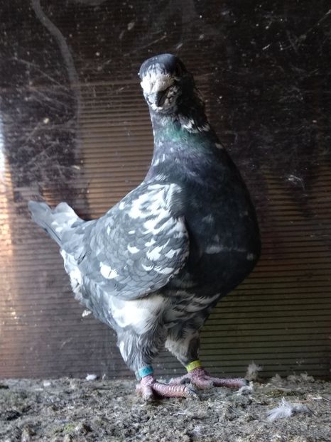 M2017 - Masculi americani matcă 2020