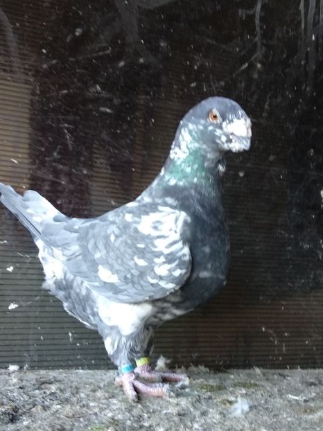 M2017 - Masculi americani matcă 2020