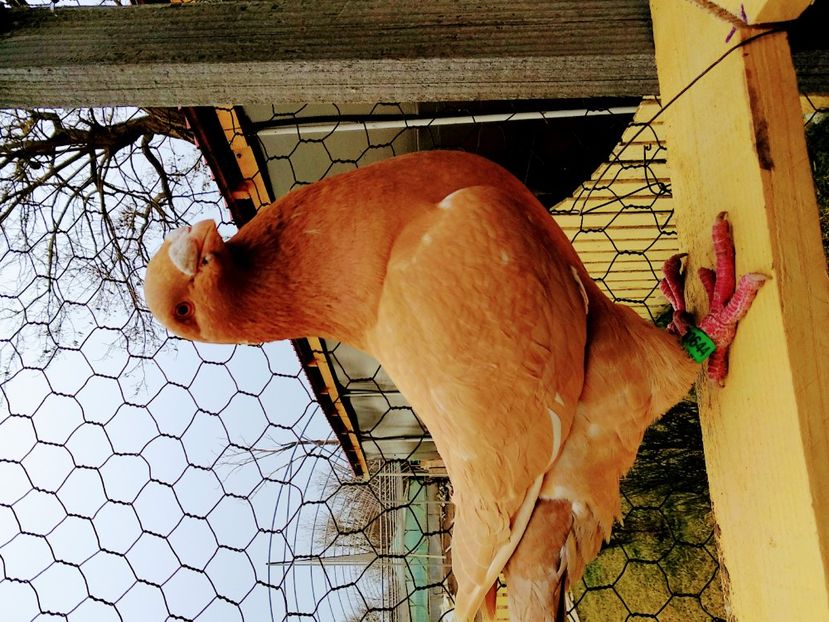 M2018 - Masculi americani matcă 2020