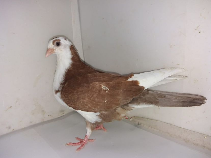 mascul  2019 - Plecați ALBUM 2