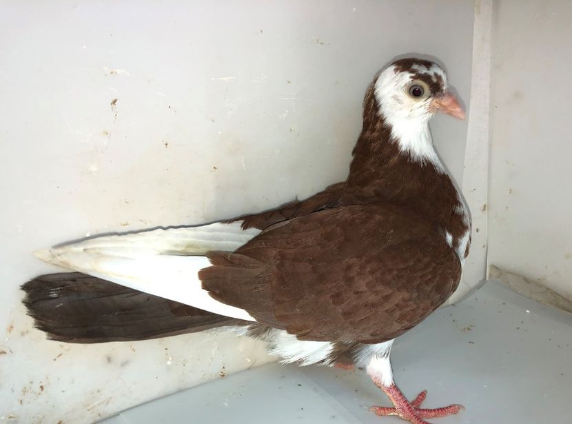 femelă  2019 - Plecați ALBUM 2