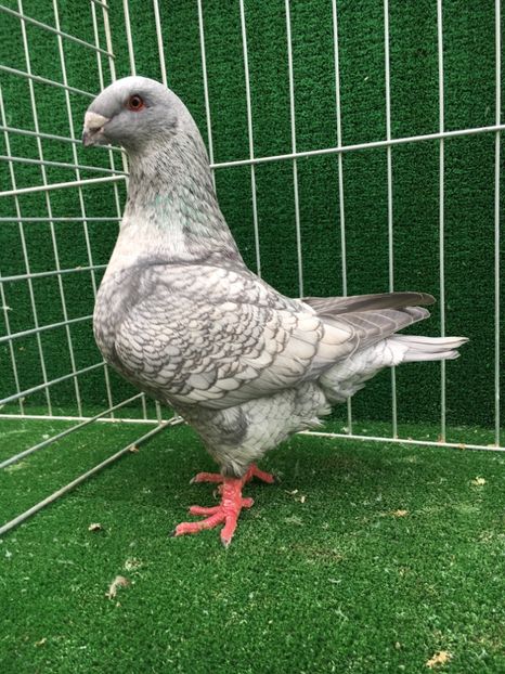 7CF310E8-7918-40E5-A548-1F6C5C458C00 - FEMELE AMERICAN GIANT HOMER MATCA 2020