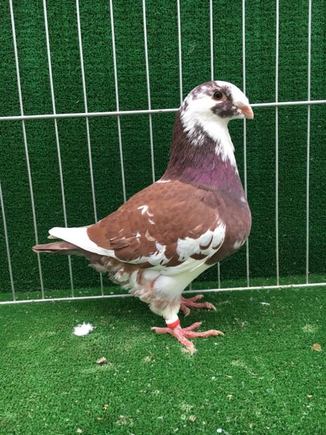 B22A5D52-25BD-4FD2-BACE-A4173A3873DF - FEMELE AMERICAN GIANT HOMER MATCA 2020