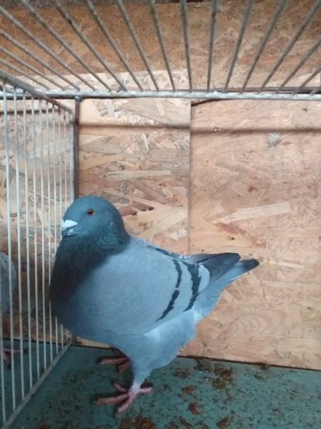 20191202_140123(0) - Tineret 2019