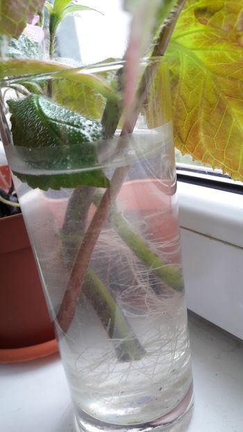  - Gloximannia She is Dancing