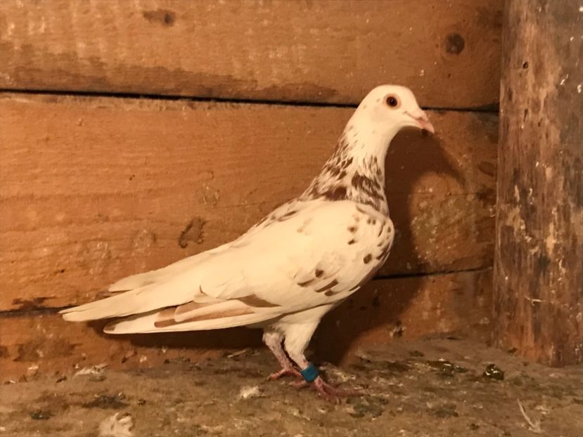 F 2019 - 7-voiajori meulemans de vanzare