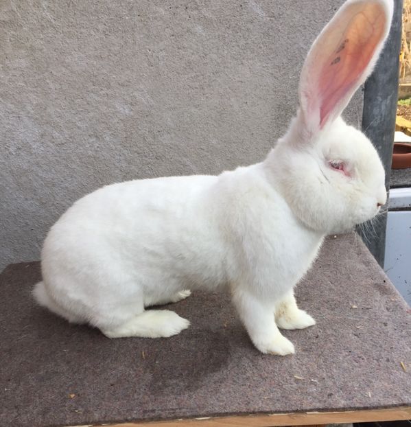 B6C343C5-3D2B-46E6-B460-86A5C897D34A - RO 8-12817