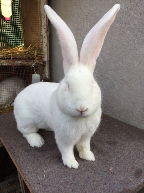 4D02DF66-B630-40E9-A2B8-710A837FDDAE - RO 8-12817