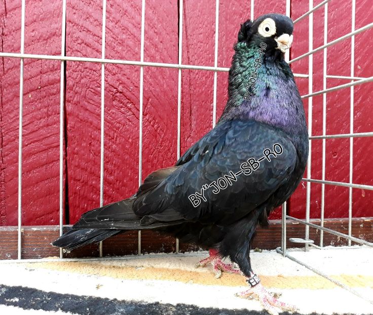 JUCATOR DE CONSTANȚA - A--PICTURES OF MY PIGEON BREEDS