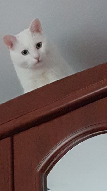 2019-12-8 16-17-47 - Pufuleț