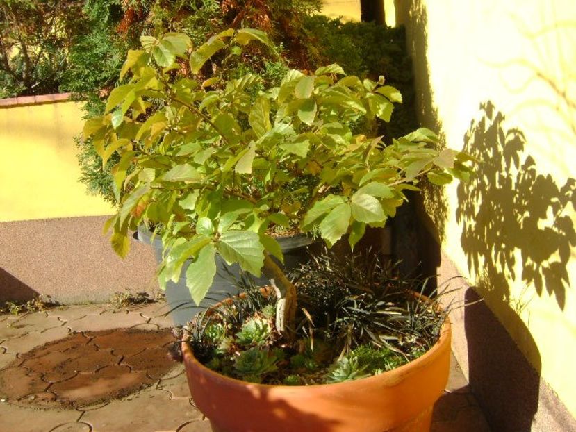 Parrotia persica & Barba sarpelui - Toamna 2018-2019