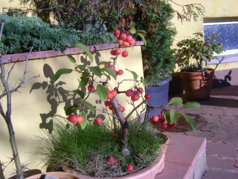 9 dec. 2019 - Mar decorativ - Bonsai si prebonsai 2018-2020