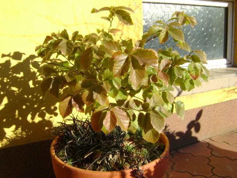 9 dec. 2019 - Parrotia persica & Barba sarpelui - Bonsai si prebonsai 2018-2020