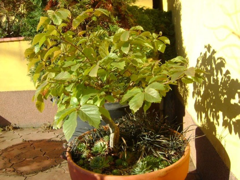 9 dec. 2019 - Parrotia persica & Barba sarpelui - Bonsai si prebonsai 2018-2020