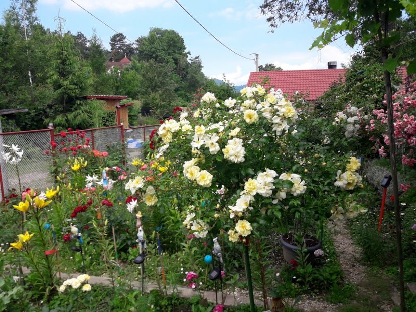  - TRANDAFIRI POMISORI - 2019 -