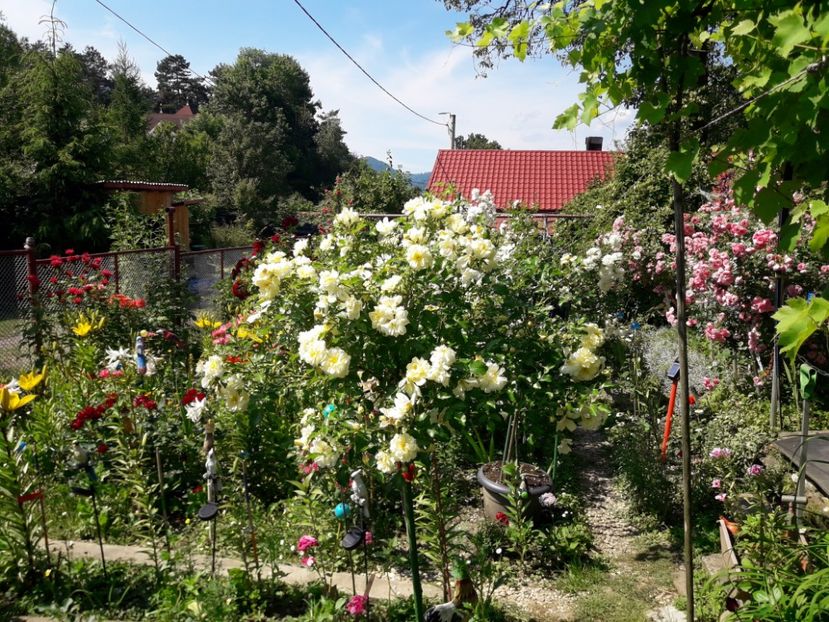  - TRANDAFIRI POMISORI - 2019 -