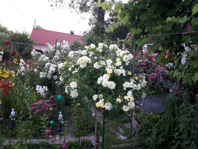 - TRANDAFIRI POMISORI - 2019 -