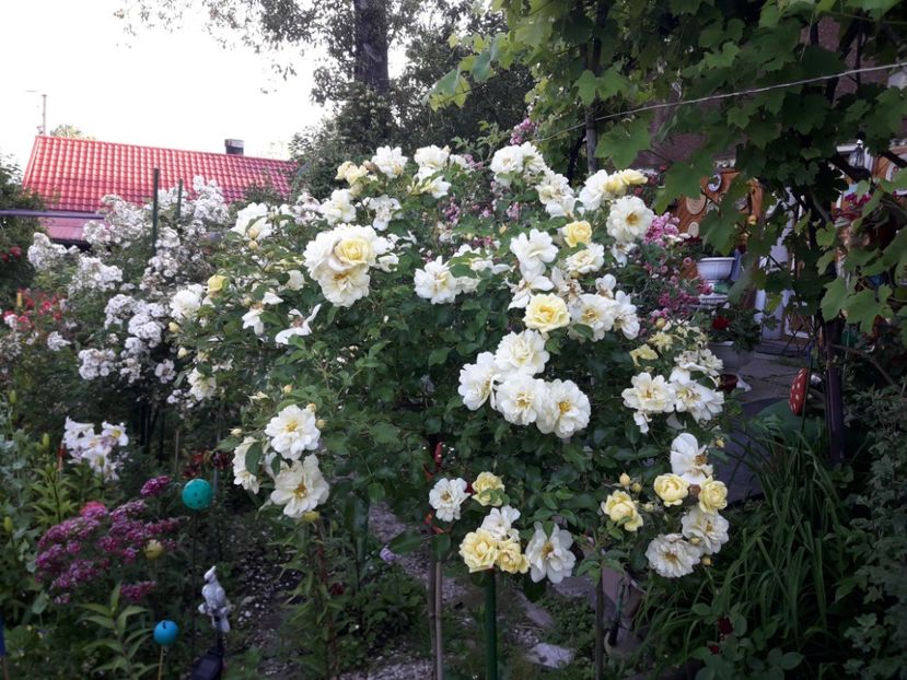  - TRANDAFIRI POMISORI - 2019 -