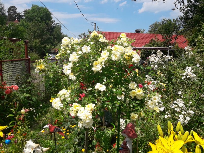  - TRANDAFIRI POMISORI - 2019 -