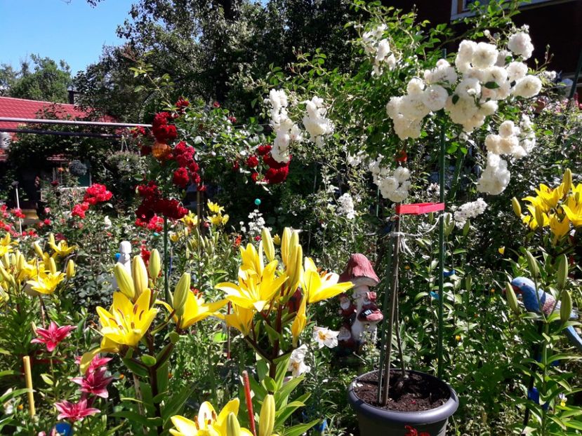  - TRANDAFIRI POMISORI - 2019 -