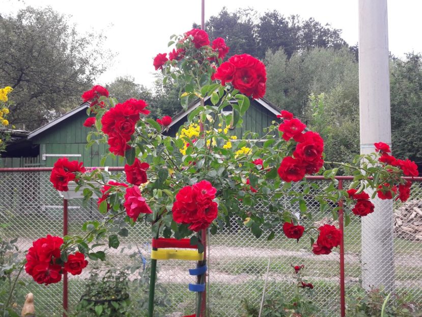  - TRANDAFIRI POMISORI - 2019 -