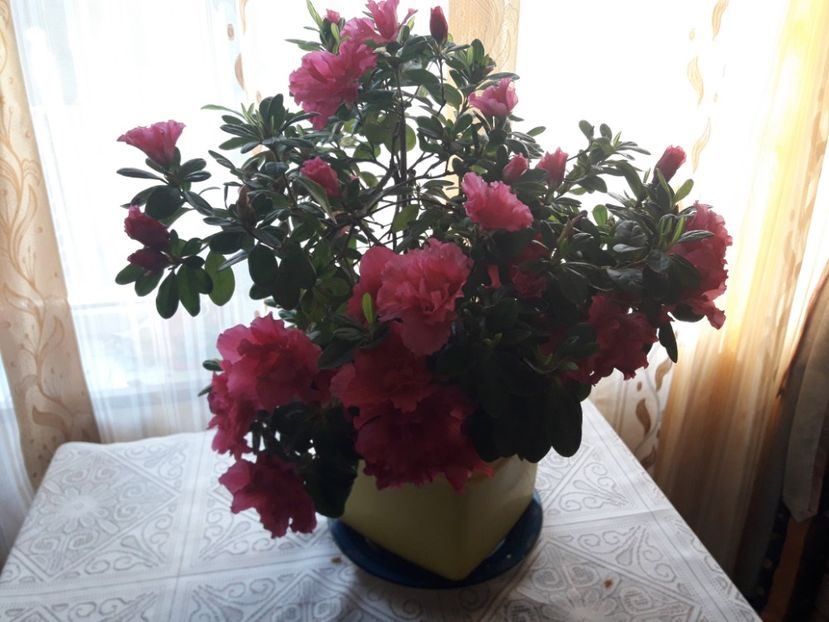  - TRANDAFIRI POMISORI - 2019 -