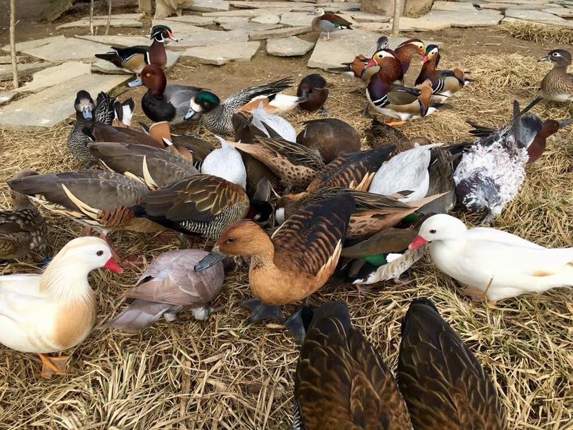  - Un fel de rai pe pământ!