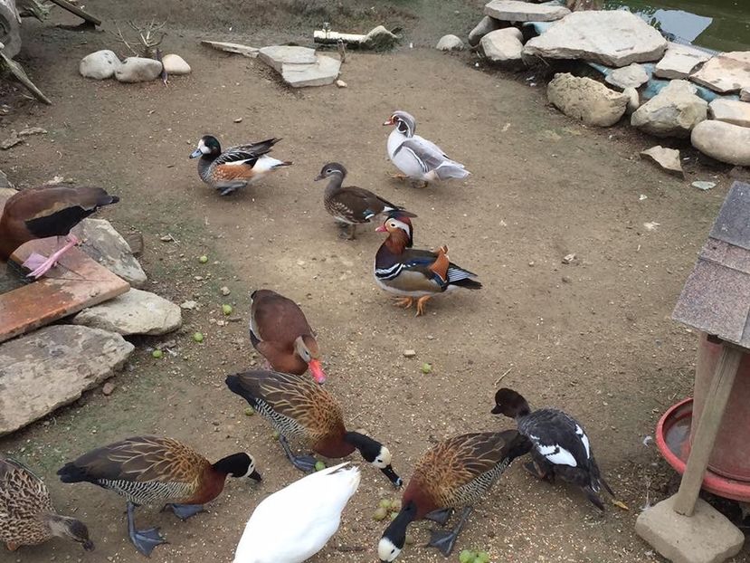  - Un fel de rai pe pământ!